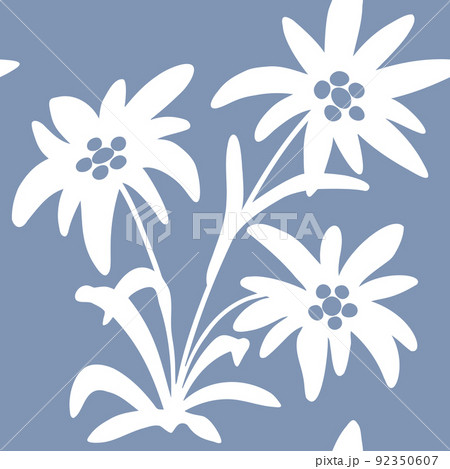 Seamless Pattern With Edelweiss Flowers Snow のイラスト素材
