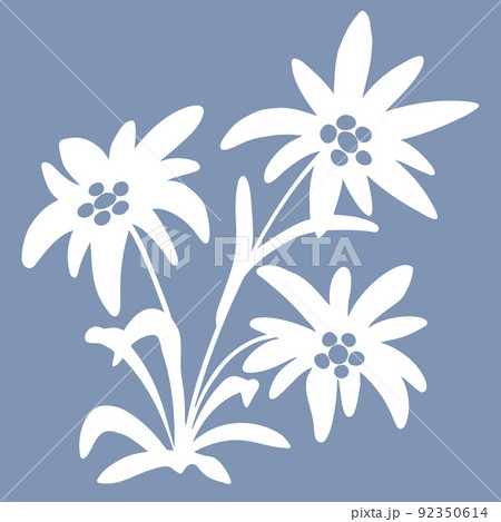 Edelweiss Flowers Snow Beauty Illustration のイラスト素材