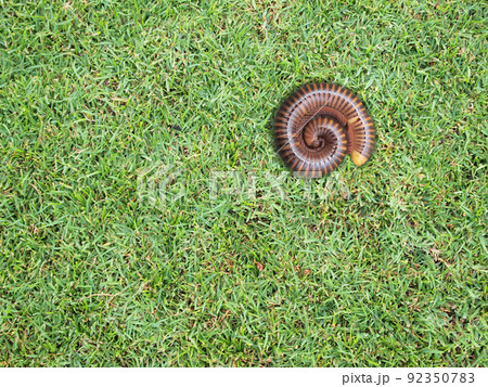 brown millipede coiled on green grass brown millipede coiled on green grass 92350783