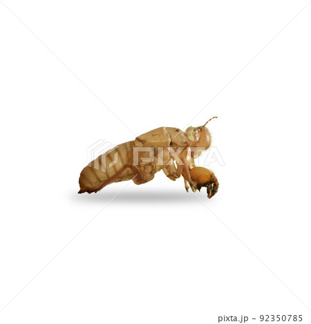 macro cicada molting on white background macro cicada molting on white background 92350785