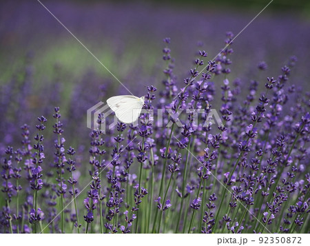 たんばらラベンダーパーク　オカムラサキとモンシロチョウ 92350872
