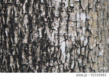 bark of tree texture , soft focus 92350983