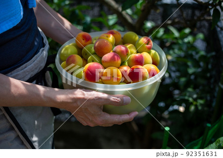 梅を収穫する男性　南高梅 92351631