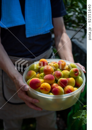梅を収穫する男性　南高梅 92351640