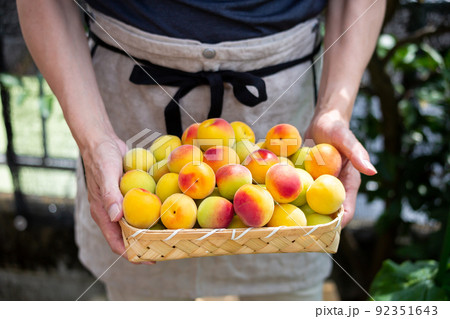 梅を収穫する男性　南高梅 92351643