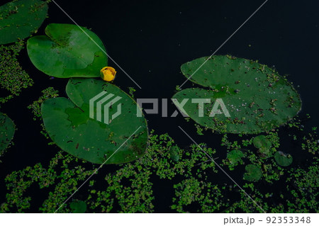 Top view of water lilies with yellow flowers in a pond Top view of water lilies with yellow flowers in a pond 92353348