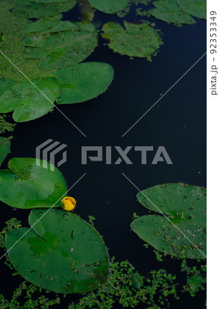 Top view of water lilies with yellow flowers in a pond Top view of water lilies with yellow flowers in a pond 92353349
