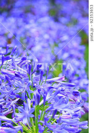 アガパンサス（ブルー） 92353653