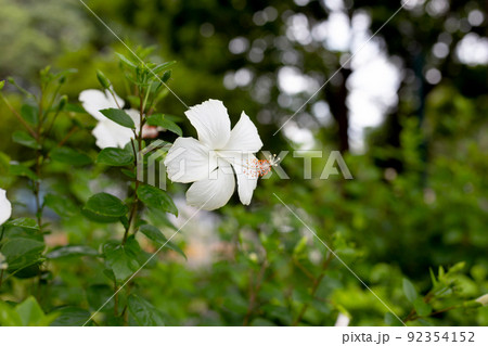 Blossom of white hibiscus flower on tree 92354152