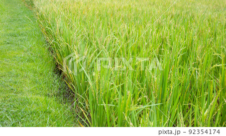 Rice plant in rice field. 92354174
