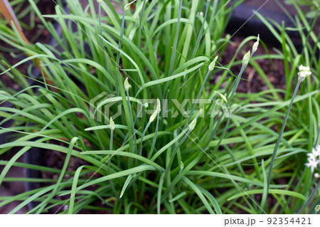 Fresh Chinese Chive leaves with flower 92354421
