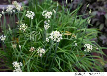 Fresh Chinese Chive leaves with flower 92354422