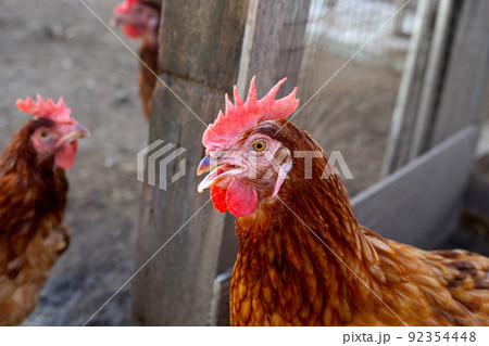 Hens in the chicken farm. Organic poultry house. Hens in the chicken farm. Organic poultry house. 92354448