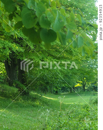 写真、風景　夏の光の中で緑の風がゆらぐ光り達の鬼ごっこ 92354915