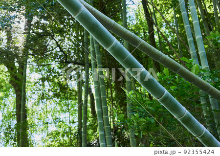 放置竹林イメージ 92355424