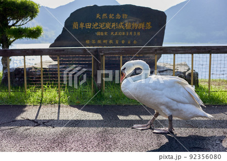 白鳥と藺牟田池 92356080
