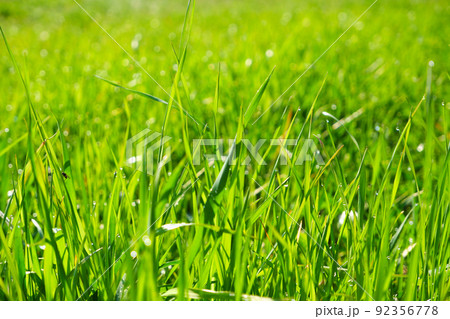 Green grass, close-up. Natural background. Green, juicy grass with dew drops in the rays of the bright sun, blurred background. Green grass, close-up. Natural background. Green, juicy grass with dew drops in the rays of the bright sun, blurred background. 92356778