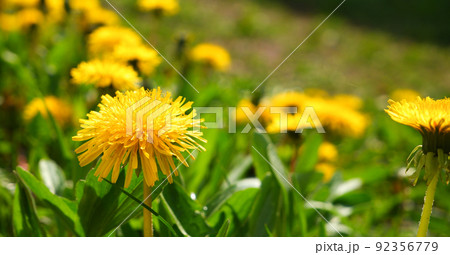 Bright yellow spring dandelions bloom on the lawn. Juicy green grass, yellow wildflowers. Bright sunlight. Blurred background. Copy space. Bright yellow spring dandelions bloom on the lawn. Juicy green grass, yellow wildflowers. Bright sunlight. Blurred background. Copy space. 92356779