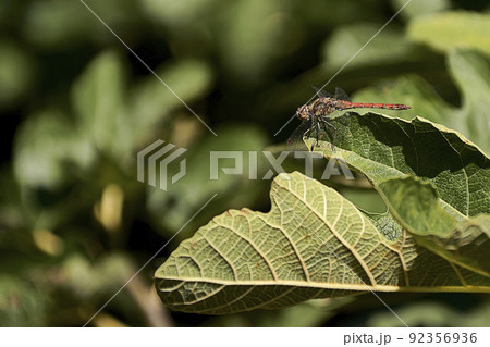 A small dragonfly on fig leaf. Macro A small dragonfly on fig leaf. Macro 92356936