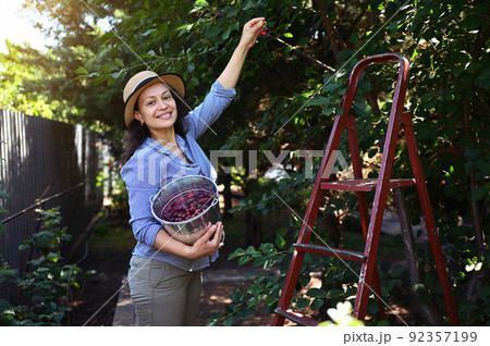 Pretty woman, organic farmer plucking ripe sweet cherries from tree into a metal bucket, at sunset. Summer harvest time 92357199