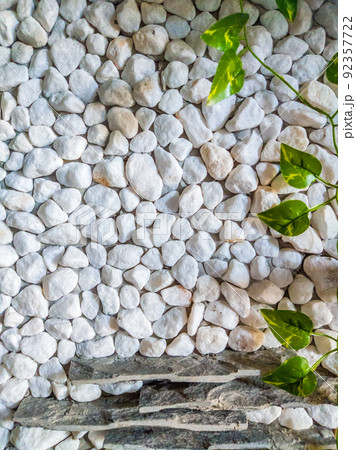 VERTICAL decor stone brick wall texture, siding different sized shapes. Beautiful nature wallpaper. Romantic simple. Abstract grunge WHITE light grey shades background. Green ivy plant leaves grow 92357722