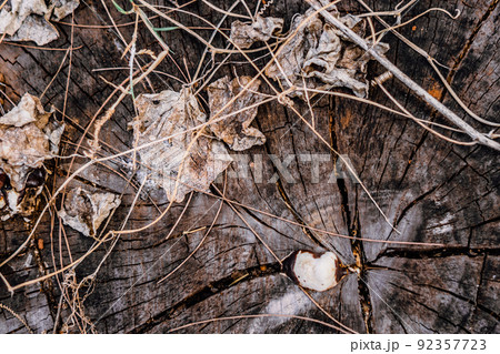 Wooden stump circular, cross section round cut down large dried tree trunk with annual rings texture cracks, multicolor slice cover grey patina. Light dark shadow black blue orange gold brown tones Wooden stump circular, cross section round cut down large dried tree trunk with annual rings texture cracks, multicolor slice cover grey patina. Light dark shadow black blue orange gold brown tones 92357723