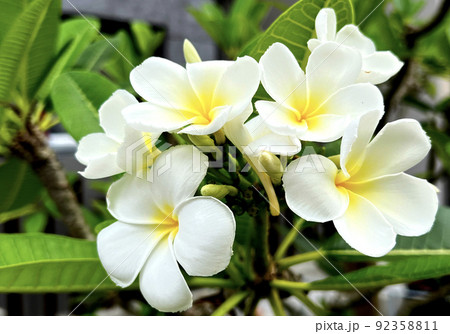 沖縄 建物の側に咲いたプルメリアの花 沖縄 建物の側に咲いたプルメリアの花 92358811