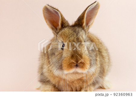 Easter cute brown fluffy rabbit close-up on a pastel pink background. Concept for the spring holiday of Easter. Domestic hare with mustache Easter holiday concept. 92360963