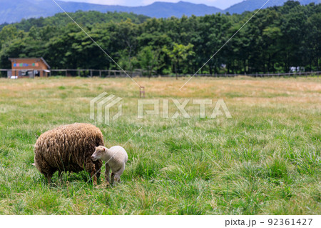 草原の羊の親子 草原の羊の親子 92361427