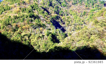 寸又峡プロムナードから見える朝の紅葉 寸又峡プロムナードから見える朝の紅葉 92361985