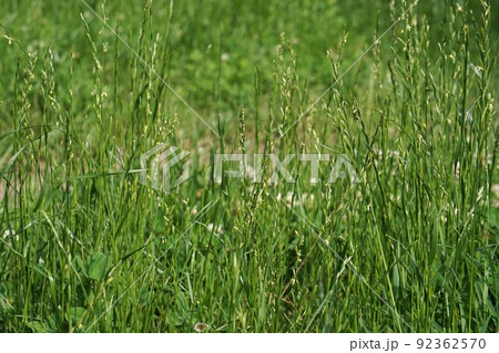 6月のホソムギ 92362570