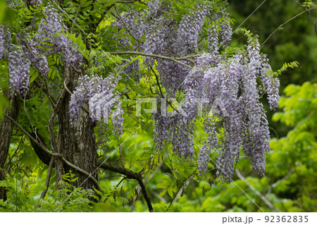 野生の藤の花（青森県） 92362835