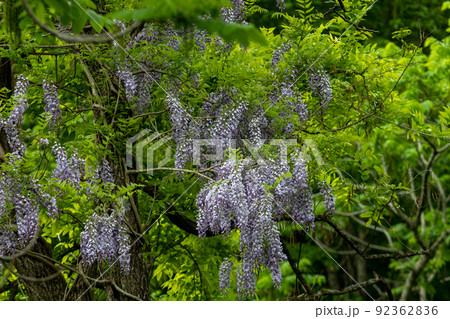 野生の藤の花(青森県 野生の藤の花(青森県 92362836
