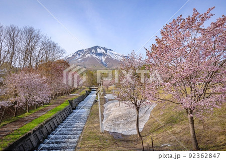 岩木山とオオヤマザクラ（青森県） 92362847