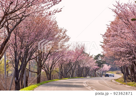 オオヤマザクラの並木（青森県弘前市嶽地区） 92362871