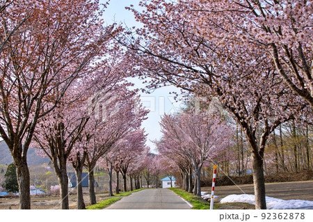 オオヤマザクラの並木（青森県弘前市嶽地区） 92362878