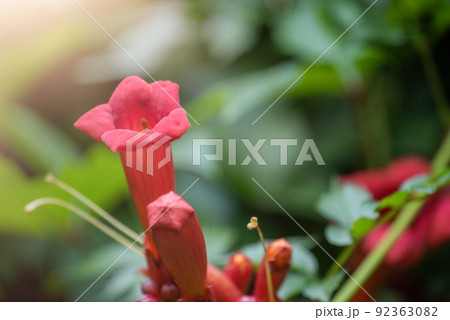 Beautiful red flowers of the trumpet vine or trumpet creeper Campsis radicans. 92363082