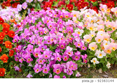 ビオラの花 ビオラの花 92363144