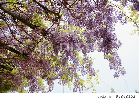 藤の花 92363152