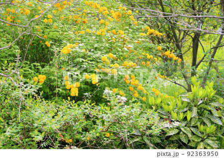 山吹の花 92363950