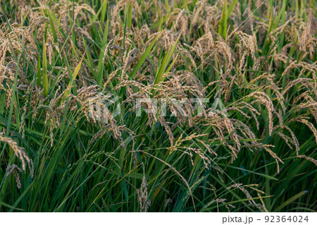 刈り取り前の黄金色の稲田 刈り取り前の黄金色の稲田 92364024