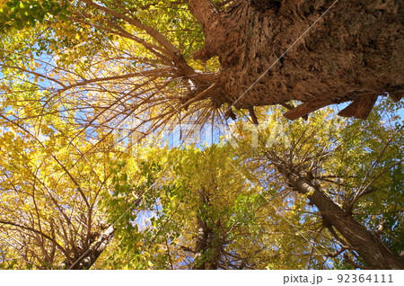 イチョウ並木A イチョウ並木A 92364111