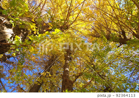 イチョウ並木B イチョウ並木B 92364113