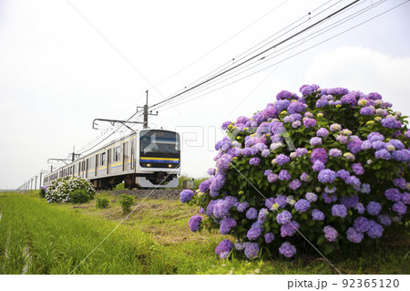 紫陽花と成田線209系 紫陽花と成田線209系 92365120
