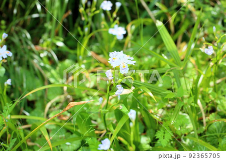 シャガの花 シャガの花 92365705
