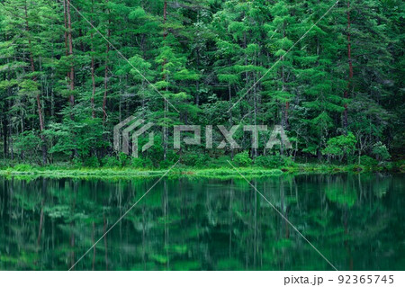 新緑の湖畔の風景　長野県御射鹿池　7月 92365745