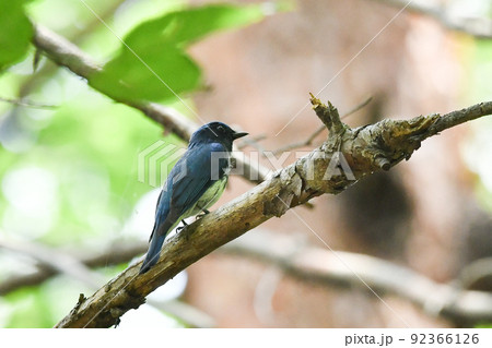 オオルリ オオルリ 92366126