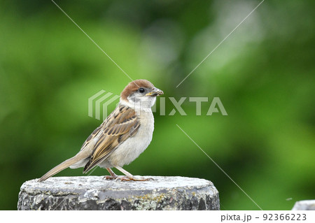 スズメ スズメ 92366223