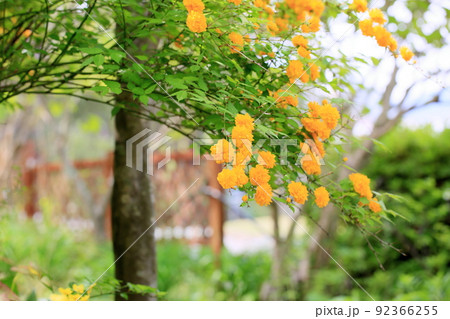 山吹の花 92366255