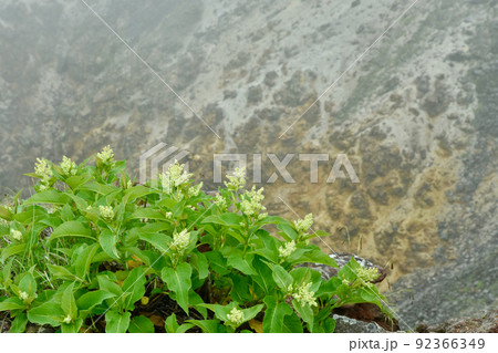 山頂付近の高山植物と岩場 92366349